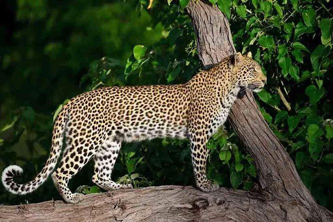 10 Day Zimbabwe and Chobe NP Tour - Harare arrival and the first night