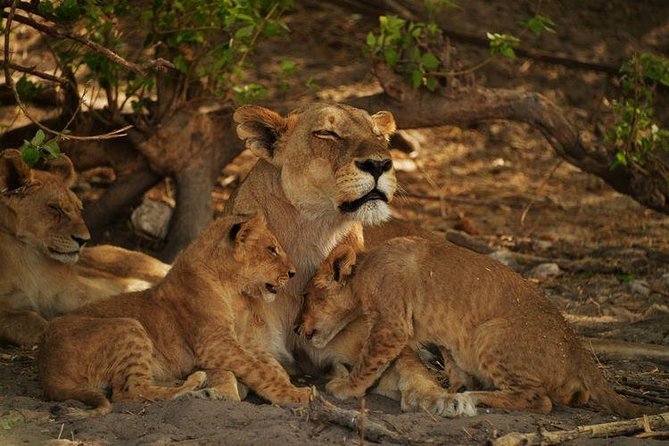 2-Day Camping Safari in Chobe National Park from Victoria Falls - From Victoria Falls to the Kazungula border