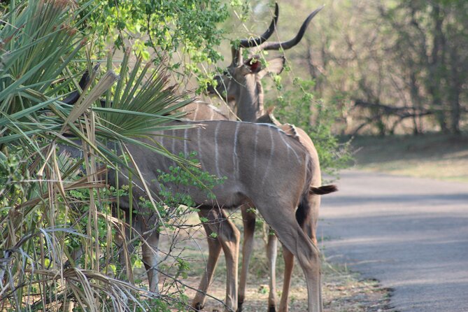2-Day Camping Safari in Chobe National Park from Victoria Falls - Three hours on the Chobe River