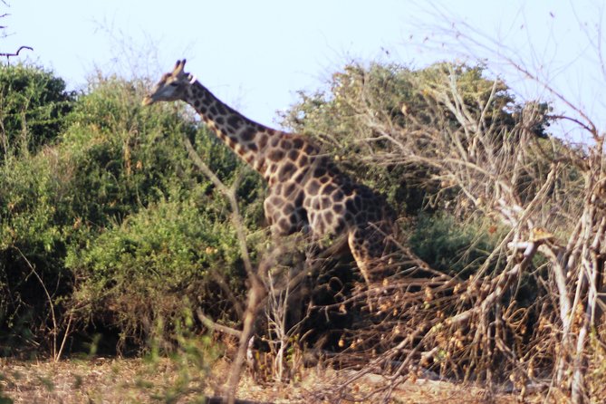 2-Day Camping Safari in Chobe National Park from Victoria Falls - Food, drinks, and the all-inclusive value