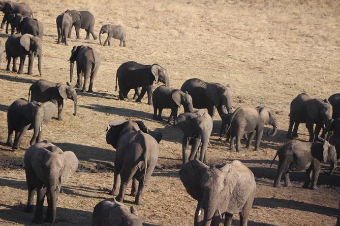 2-Day Camping Safari in Chobe National Park from Victoria Falls - Who should book this two-day safari