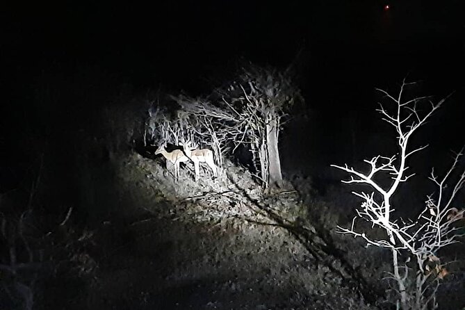 2 Hour Stargazing Tour in Victoria Falls NP Area in 4x4 - What the guide adds to the evening