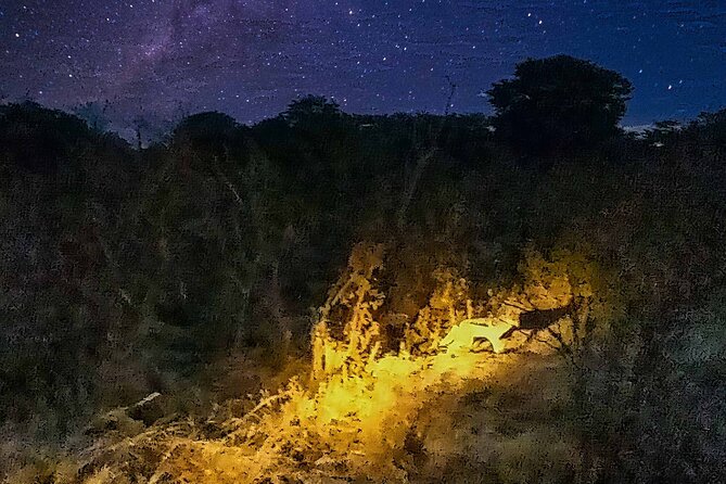 2 Hour Stargazing Tour in Victoria Falls NP Area in 4x4 - The wildlife question: exciting, but never promised