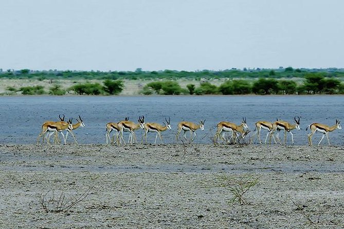 3 Day Chobe National Park Camping Tour - The Chobe river experience