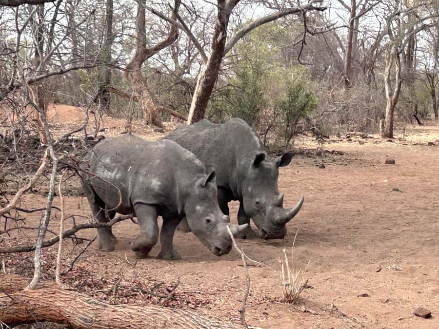 3 Days Explore Zambia, Zimbabwe and Chobe Park in Botswana - Key points to know before you book