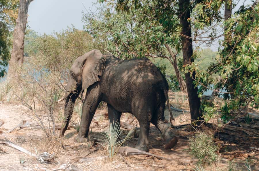 3 Days Explore Zambia, Zimbabwe and Chobe Park in Botswana - Day 2: Mukuni Village and Zimbabwe viewpoints