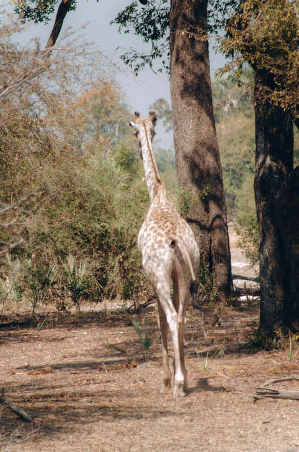 3 Days Explore Zambia, Zimbabwe and Chobe Park in Botswana - Guides, transport, and the pace of the trip