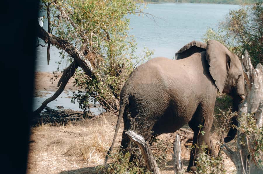 3 Days Explore Zambia, Zimbabwe and Chobe Park in Botswana - Day 1: rhinos, Livingstone Museum, and the Zambian falls