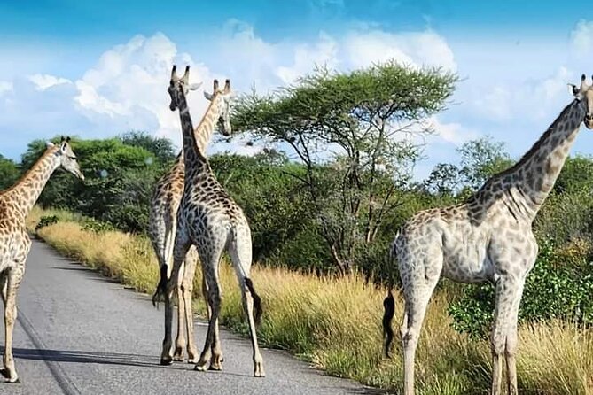 3 Days Tour at Chobe Park and Victoria Falls with Airport Pickup - The Chobe River cruise before lunch