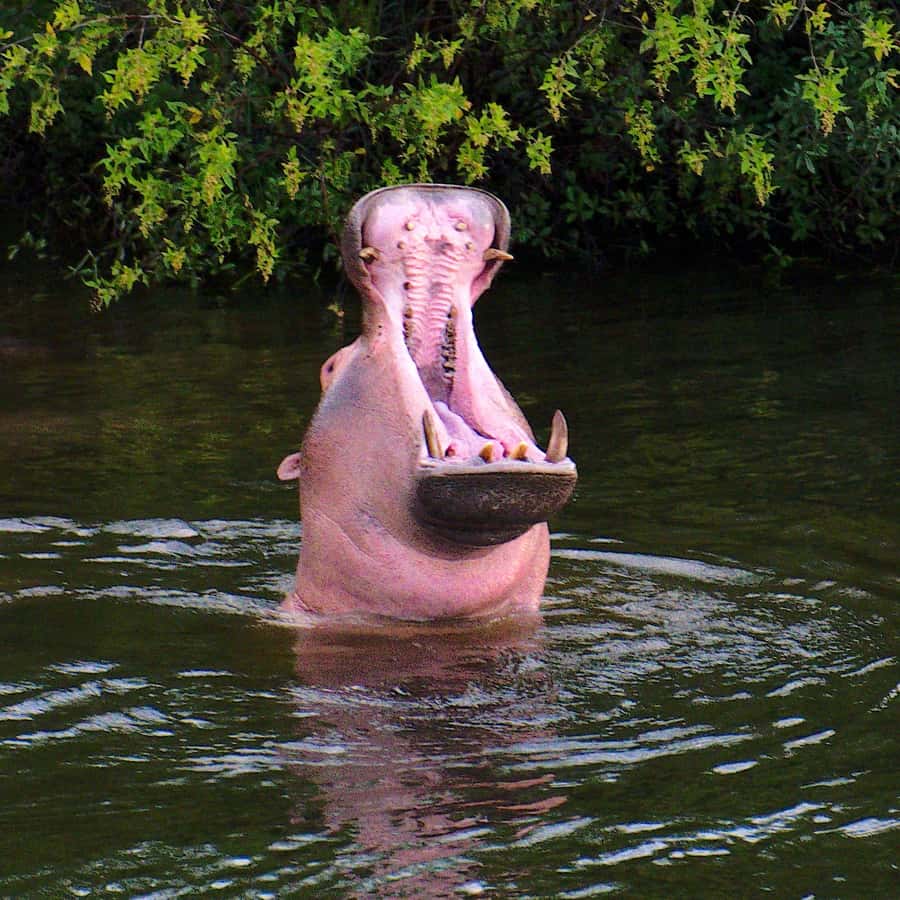 3 Days Victoria Falls and Full day Chobe National Park - A fast route from Victoria Falls to Chobe