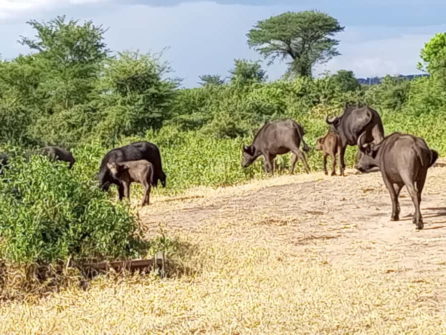 3 Days Victoria Falls and Full day Chobe National Park - Day two: Kazungula and the four-country meeting point