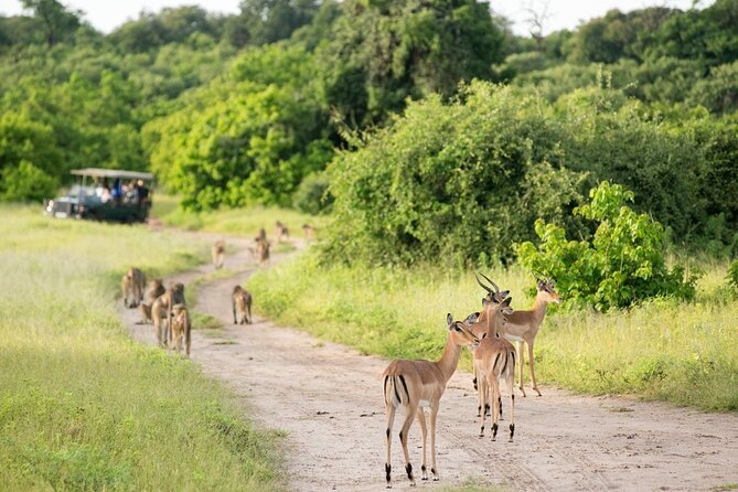 4-Day Victoria Falls and Hwange National Park Tour - Who will get the most from this tour
