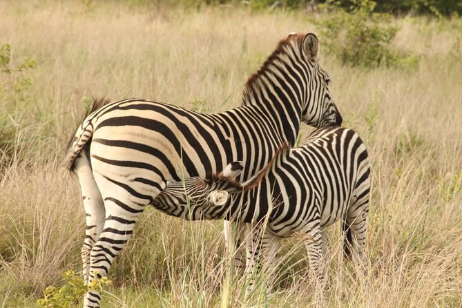 4 Days Victoria Falls Safari Tour & Chobe National Park game drive - Why this four-day plan works