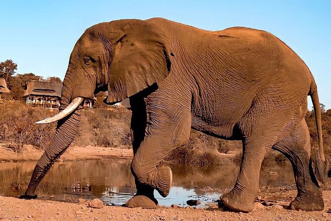 4 Days Victoria Falls Safari Tour & Chobe National Park game drive - Day 3: A full Chobe National Park safari