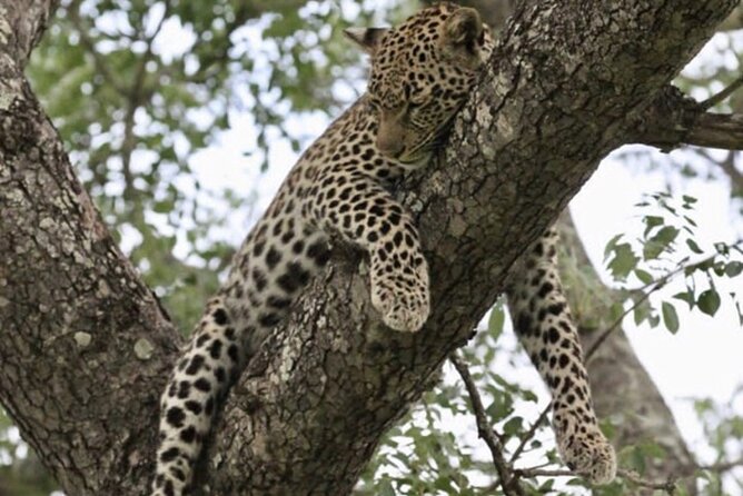 4 Days Victoria Falls Safari Tour & Chobe National Park game drive - The practical details that affect your choice