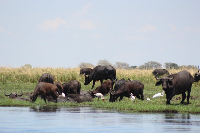 5-DAY Victoria Falls and Chobe National Park - Day 4: use the free day to choose your own pace