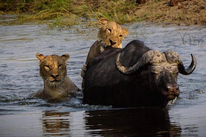 5 Day Victoria Falls and Chobe National Park Camping Tour - Day five: Returning from Botswana to Victoria Falls