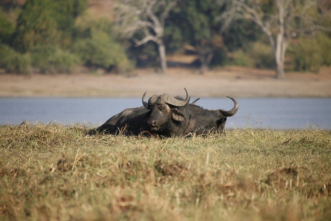5 Day Victoria Falls and Chobe National Park Luxury Accommodated Tour - Day five: Chobe Crocodile Farm and the journey out