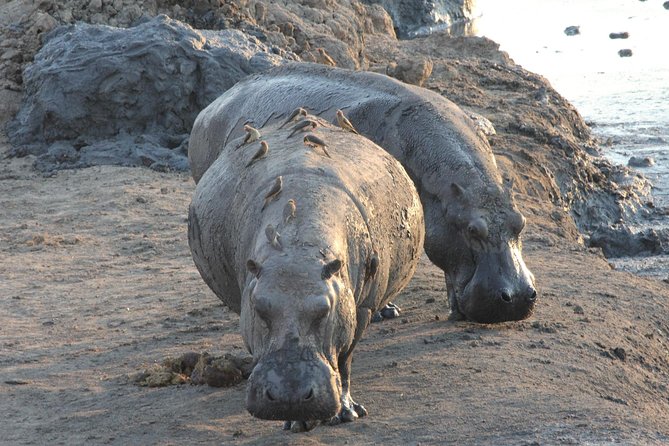 5 Day Victoria Falls and Hwange National Park Accommodated Safari Tour - Days 3 and 4: settling into Hwange National Park