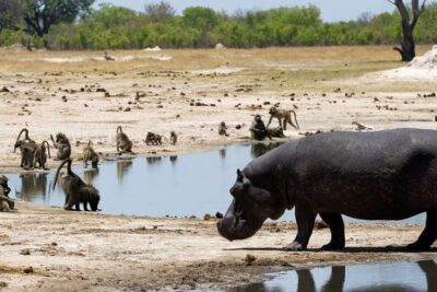 5 Day Victoria Falls and Hwange National Park Accommodated Safari Tour