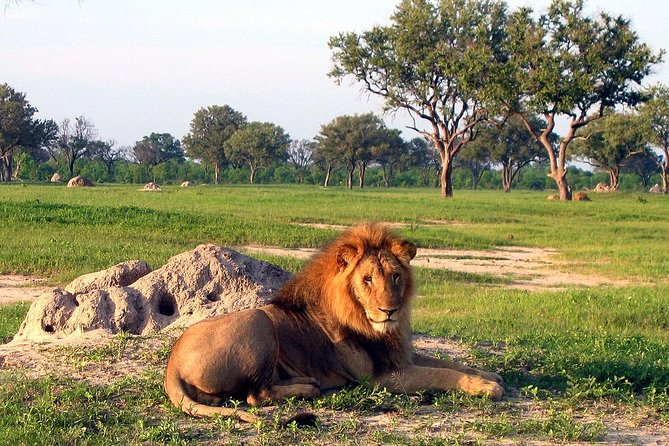 5 Day Victoria Falls and Hwange National Park Accommodated Safari Tour - Day 5: a final three-hour park outing