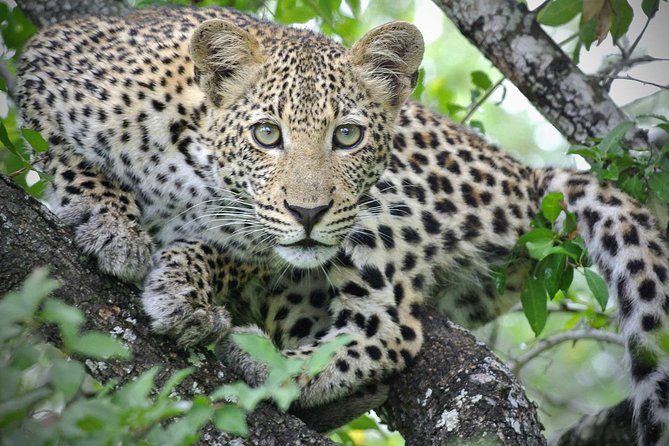 5 Day Victoria Falls and Hwange National Park Accommodated Safari Tour - What the $1,800 price represents