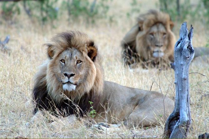 5 Day Victoria Falls and Hwange National Park Accommodated Tour Safari - Key points at a glance