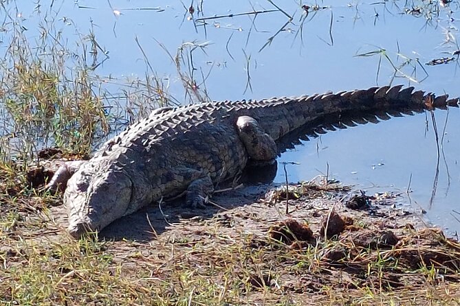 6 Days Victoria Falls Chobe Wildlife and Okavango Delta Tour - Guides, group size, and the human side