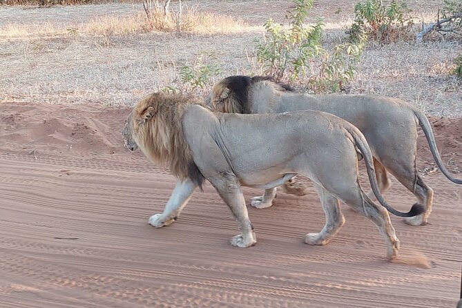 6 Days Victoria Falls Chobe Wildlife and Okavango Delta Tour - Reaching Maun and choosing a Delta flight