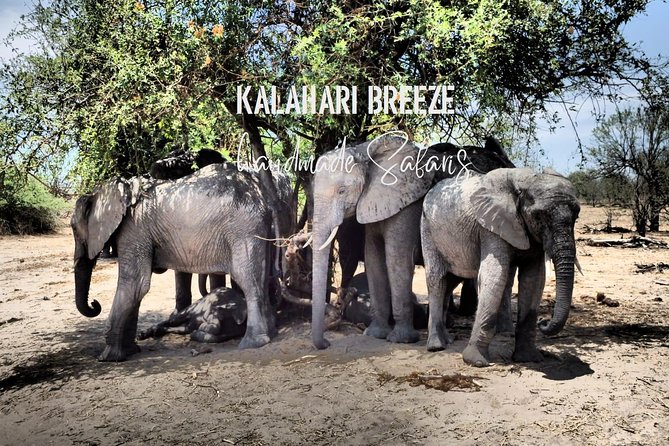 7 Day Highlights Of Botswana Overland Tour – ACCOMODATED (midrange) - Day 4: A bush walk and the wide-open Makgadikgadi pans