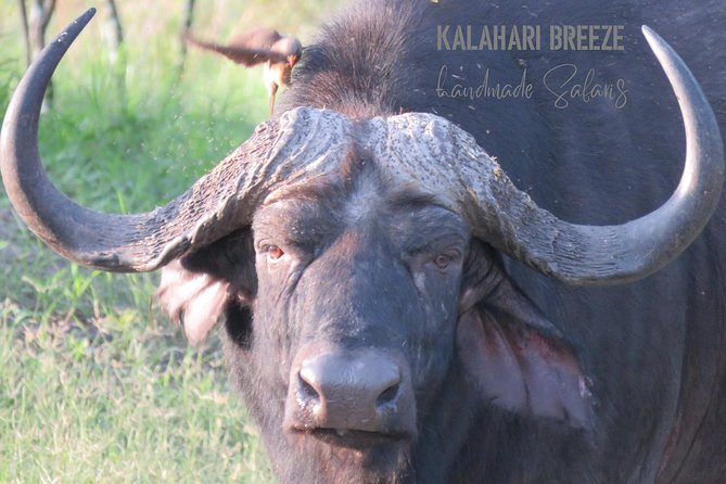 7 Day Highlights Of Botswana Overland Tour – ACCOMODATED (midrange) - Day 5: The road to Maun
