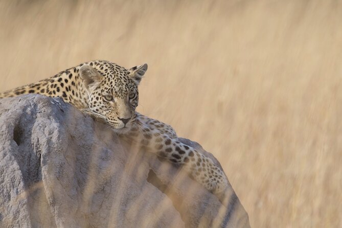 8 Day Chobe NP, Elephant Sands, Okavango Delta & Victoria Falls - Day 3: Chobe combines a river safari with a game drive