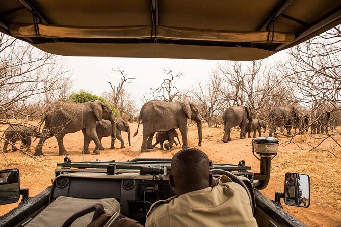 8 Day Chobe NP, Elephant Sands, Okavango Delta & Victoria Falls - Day 7: Moremi brings the classic safari day