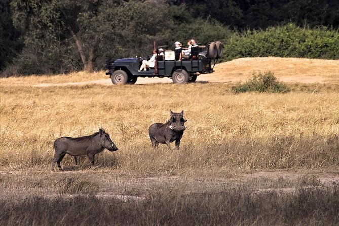 Birdwatching Cruise in Zambezi River with Breakfast - Key points at a glance