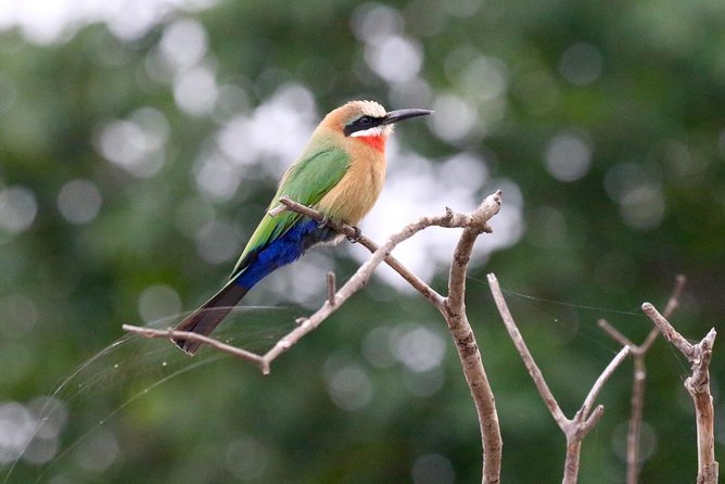 Birdwatching Cruise in Zambezi River with Breakfast - Practical details before you book