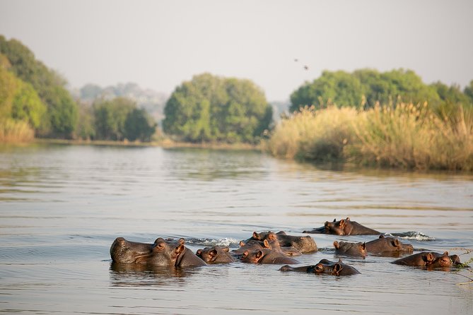 Birdwatching Cruise in Zambezi River with Breakfast - Getting onto the river from Victoria Falls