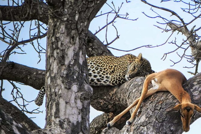 Chobe Botswana Day Trip River and Land Safari from Victoria Falls - Why the land-and-water pairing works so well