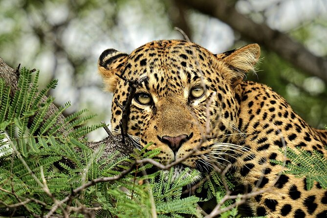 Chobe Botswana Day Trip River and Land Safari from Victoria Falls - The afternoon return to Victoria Falls