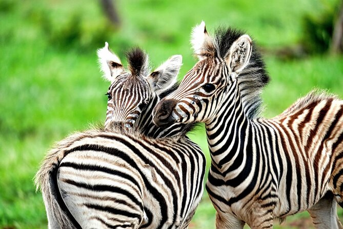 Chobe Botswana Day Trip River and Land Safari from Victoria Falls - What the $195 price includes in practical terms