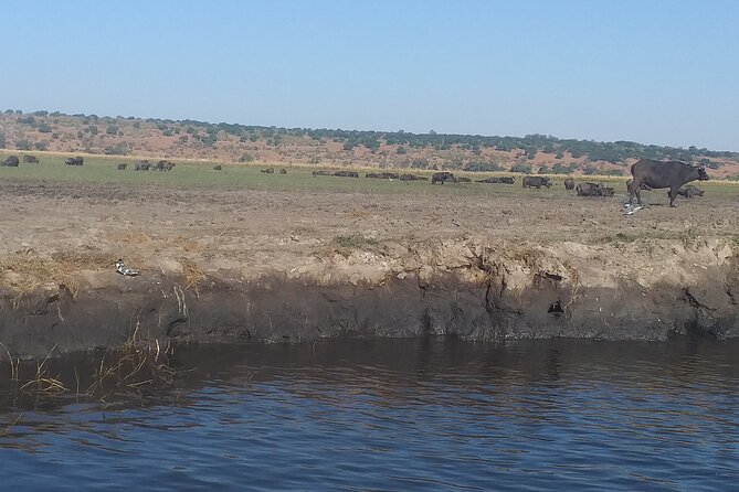 Chobe Botswana Full-Day Trip - Who will enjoy this Chobe day most