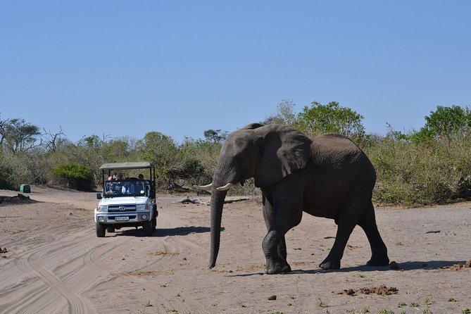 Chobe Day Trip - Why Chobe works so well as a Victoria Falls day trip