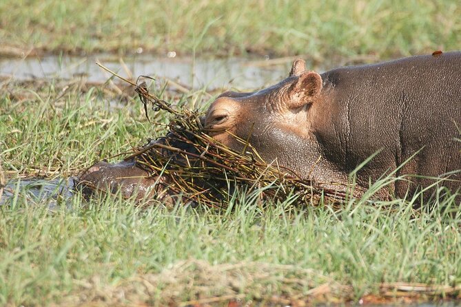 Chobe Day Trip - Lunch, water, and the afternoon 4x4 drive