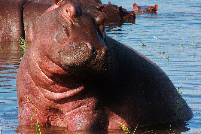 Chobe Day Trip - The animals and scenery you may see