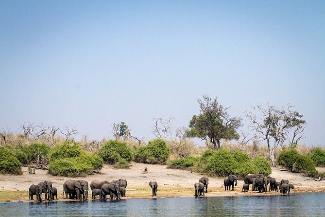 Chobe Day Trip - What the $174 price really covers