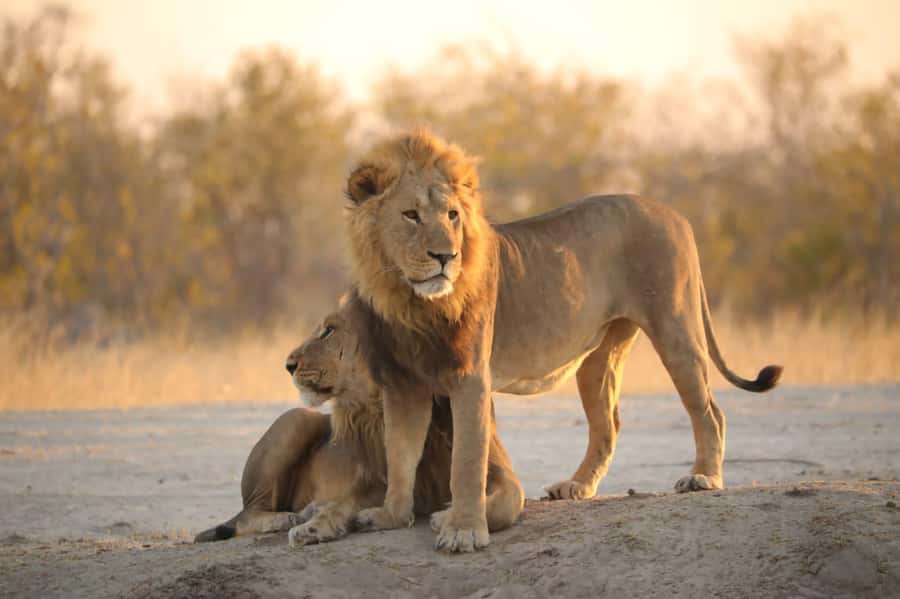 Chobe Day Trip - From Vic Falls - With Lunch (Buffet) - Why the Chobe day trip works