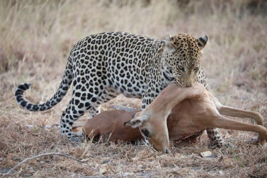 Chobe Day Trip - From Vic Falls - With Lunch (Buffet) - Crossing from Victoria Falls into Botswana