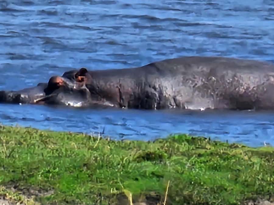 Chobe Day Trip - From Vic Falls - With Lunch (Buffet) - Buffet lunch and the middle of the day