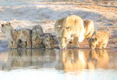 Chobe Day Trip – From Vic Falls – With Lunch (Buffet)