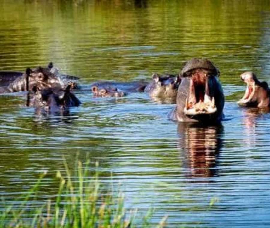 Chobe Day Trip - From Vic Falls - With Lunch (Buffet) - Is $144 good value?