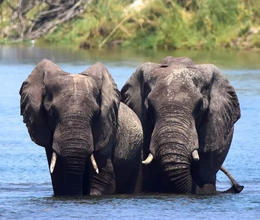 Chobe Day Trip - From Vic Falls - With Lunch (Buffet) - FAQ